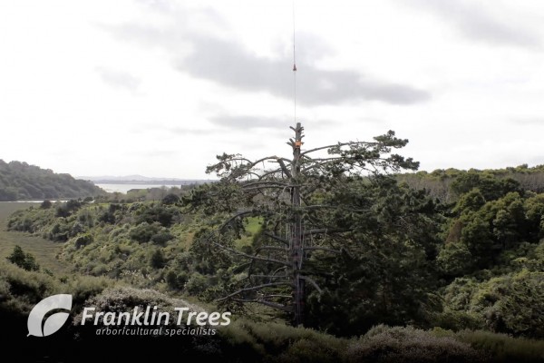 Tree Removal Time-lapse