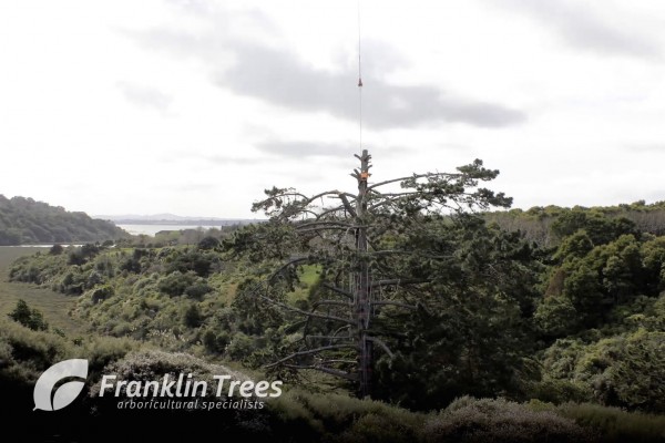 Tree Removal Time-lapse 