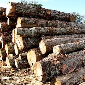 Fire Wood