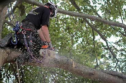 Arboriculture