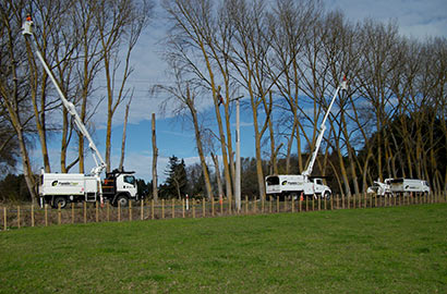 Power line clearing